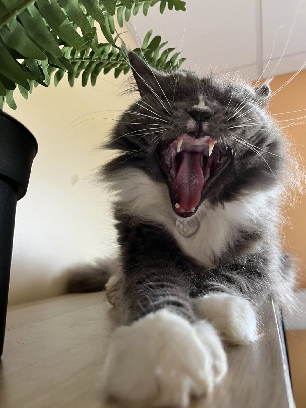 Chat patient de la Clinique Vétérinaire de Lanveur